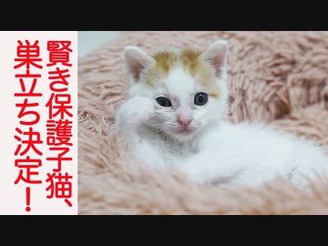 賢き保護子猫、里親トライアル先が決定する