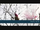 【唄坊水巌】マグノリア【UTAU音源お披露目】