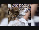ひまはなの日常♯9〜ただハナを見る動画〜