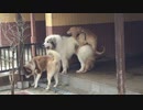 わんわん動物園の大型犬たち