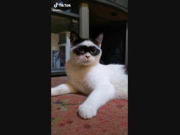 サイクロップス先輩(猫)