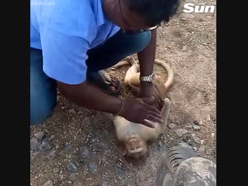 ホモと見るインド人に心肺蘇生をされる猿ゥ！