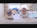 お腹の中に新しい命が誕生し始めていることに気付いた猫さんの反応…