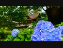 「城下町 岩國散策」紫陽花と吉香神社・三士誠忠碑 　音楽追加修正版（前と基本おんなじです）