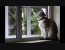 【NNIオリジナル】Rain Improvisation