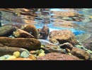 【渓流釣り】美しきアマゴを求めて 狩野川上流部、本谷川で渓流ルアー【静岡・狩野川】