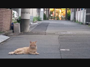 猫に愛されたボス猫、仲間猫に見守られその瞳を閉じる