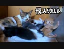 こんなご機嫌な子猫は見たことない！『母猫は前歯で噛み噛みしながら子猫を毛繕い』