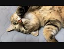 興味がなかったタタルさん