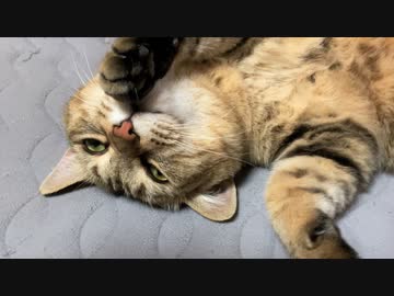 興味がなかったタタルさん