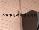 カマキリの幼虫を発見