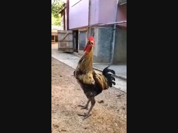 ホモと見る酸欠で倒れるニワトリ