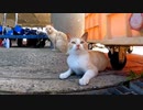 漁港でフォークリフトの整備を見守る野良猫達がカワイイ