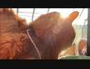 愛の中で永眠したボス猫、そこに至る敵猫との縁と運命