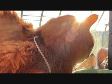 愛の中で永眠したボス猫、そこに至る敵猫との縁と運命