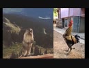 縄張り争い