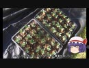 ゆっくり農民188ソラマメを育ててみませんか？＃4