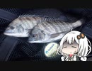 釣り人(末期)の水辺徘徊記録　その5【VOICEROID フカセ釣り実況】