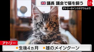 議事堂内で、猫 飼い始めました。イギリス“公務員猫”に新メンバー？