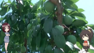陰キャの【家庭菜園】5年目　その１
