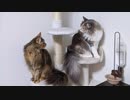 ひまはなの日常♯10〜ただただひまりを見る動画〜