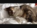 眠る猫にお鼻こちょこちょしてみた