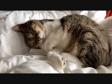 眠る猫にお鼻こちょこちょしてみた