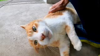 公園でよく喋る猫が寄ってきたので一緒に野鳥小屋に向かった