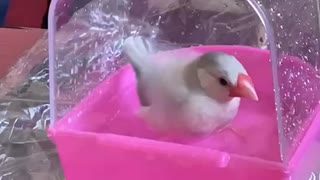 水浴びPiちゃん