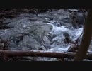 福本琢