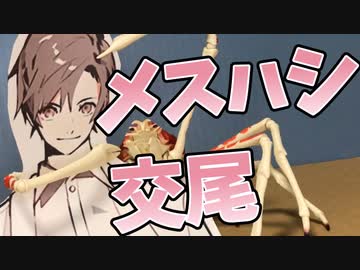 メス堕ちタカハシとタカアーシガニの貴重な交尾前ガードの動画【実写ボイロAV】
