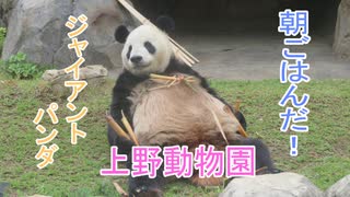 朝ごはんだ！ジャイアントパンダ(上野動物園)