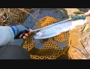 【渓流釣り】黄瀬川でニジマスを狙う【静岡・狩野川水系】