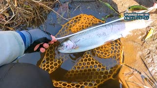 【渓流釣り】黄瀬川でニジマスを狙う【静岡・狩野川水系】