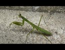 ちょっとだけカマキリの幼虫に邪魔されるだけ