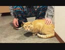 猫に愛されたボス猫、その街に生きてきた軌跡