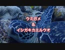 アオウミガメ＆イシガキカエルウオ