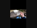 テーブルに誘って何をさせるつもりだい？#Shorts【野良猫】【感動猫】