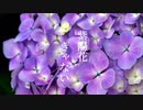 紫陽花  【歌ってみた】
