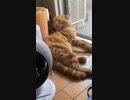 すごい角度の毛づくろい？　short  テレビ音注意