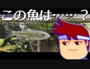 バーチャルいいゲーマーのわくわく水槽日記編。【バーチャルいいゲーマー】
