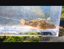 【渓流ルアー】渓流ルアーで謎の魚が釣れた日【静岡・富士川水系】