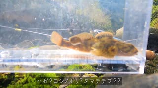 【渓流ルアー】渓流ルアーで謎の魚が釣れた日【静岡・富士川水系】