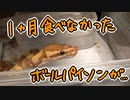 1か月拒食していたボールパイソンが...