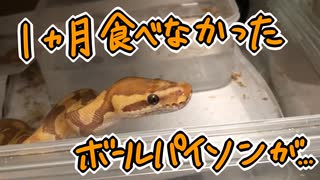 1か月拒食していたボールパイソンが...