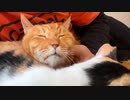 猫に愛されたボス猫、その他界後に遺された猫たち