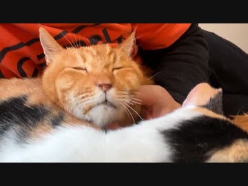 猫に愛されたボス猫、その他界後に遺された猫たち