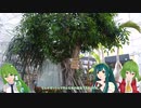 BRZでさなゆうのんびりドライブ Part64　氷見海浜植物園編