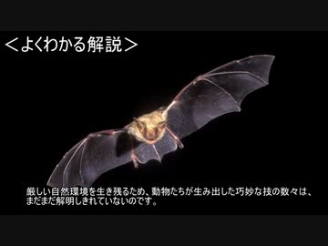 ゆっくり動物雑学「ハチの…」