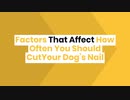 Factors That Affect How Often You Should CutYour Dog’s Nail
